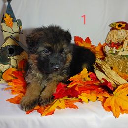 German Shepherd Puppies from Kindheitstraum Kennels