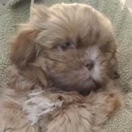Little Frankie - Red and tan male Shih Tzu puppy in Browns Summit, North Carolina from Lisa's Shih Tzus