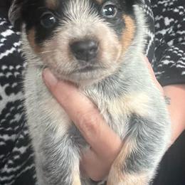 Girl 1 - Blue female Australian Cattle Dog puppy in Norton, Ohio from Australian Cattle Dog Company