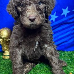 Vinicius junior (Brazil) - Chocolate male Labradoodle puppy in Kingston, Georgia from CC Familydoodles