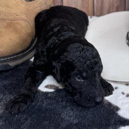 Randy Travis - Black male Labradoodle puppy in Kingston, Georgia from CC Familydoodles