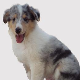 Bailey - Blue merle and white male Collie puppy in New Mexico from Red Canyon