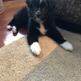 Australian Shepherd and Collie Puppies from Nicara kennel