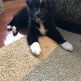 Australian Shepherd and Collie Puppies from Nicara kennel