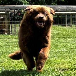 Wilson - Newfoundland