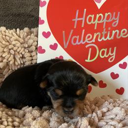 Ava yellow - Black and tan female Yorkshire Terrier puppy in Taylorsville, North Carolina from Mountain Top Hot Tailz