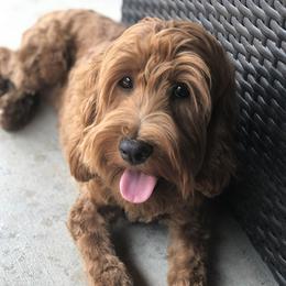 Goldendoodles from Parti Time Doods