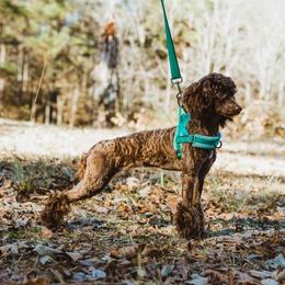 Zeva - Poodle
