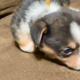 Girl 2 yellow collar - Pembroke Welsh Corgi puppy from K&S Quality Pembroke Welsh Corgi’s