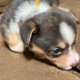 Girl 2 yellow collar - Pembroke Welsh Corgi puppy from K&S Quality Pembroke Welsh Corgi’s