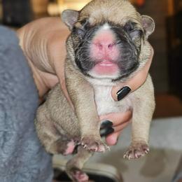 Boy 2 - Fawn and white male French Bulldog puppy in Monterey, Louisiana from McaysKennels