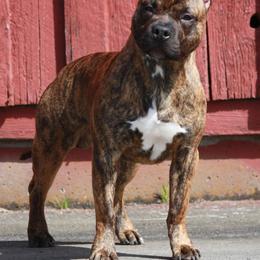 American Pit Bull Terriers from Barajas Family Ranch