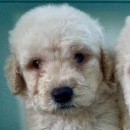 Super-Man - Cream male Goldendoodle puppy in Pensacola, Florida from Goldendoodles Love You in Pensacola Friend Edition