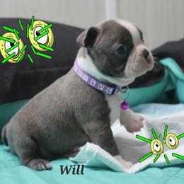 Will - Blue male Boston Terrier puppy in Brooksville, Florida from Delamorés Pups