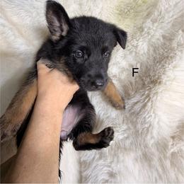 1 First pick female - Black and tan female German Shepherd puppy in Hollis Center, Maine from Noble German Shepherds of Maine