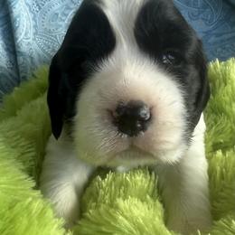 Claus - Black and white male English Springer Spaniel puppy in North Carolina from Ebenezer Valley ESS