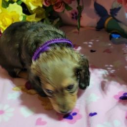 Dachshund Puppies from CLARK'S BREEDING PROGRAM