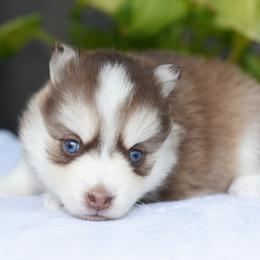 Molly - Red and white female Pomsky puppy in Coos Bay, Oregon from Ocean View Pomskies
