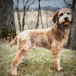 Ruth - Poodle