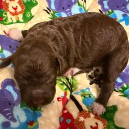 Simba - Brown male Lagotto Romagnolo puppy in Chicago, Illinois from Midwest Lagotto Romagnolo