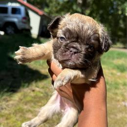 Miss Chewbacca - Fawn female French Bulldog puppy in Houston, Virginia from Carter’s Kennel