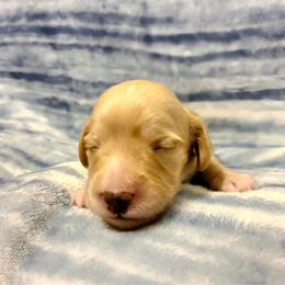 Patsy Cline - Cream female Dachshund puppy in Waynesboro, Tennessee from Owl Hollow Farm Miniature Dachshunds