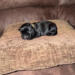Female 2 - Black female Cane Corso puppy in Jasper, Alabama from C&M Cane Corso