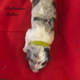 Lime boy - Blue merle white and tan male Shetland Sheepdog puppy in Idaho from Bellissimo Shelties