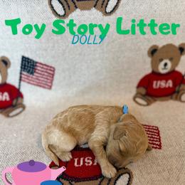 Dolly - Apricot female Goldendoodle puppy in Houston, Texas from Golden Life Doodles