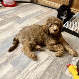 Danish - Sable female Bernedoodle puppy in Pennsylvania from Bells Bernedoodles