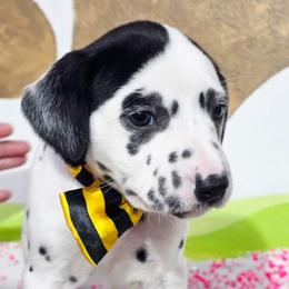 Dolly - White black and tan female Dalmatian puppy in Sedalia, Missouri from Missouri Dalmatians