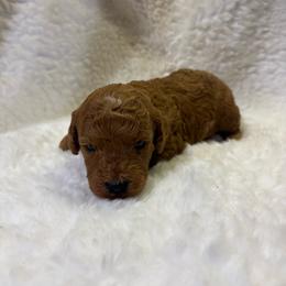 Winston - Parti male Goldendoodle puppy in Wever, Iowa from JK Royal Lines