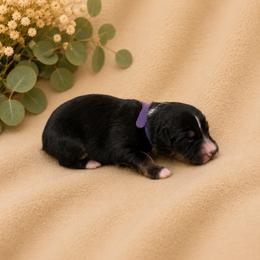 Maple - Black tri female Miniature Australian Shepherd puppy in Oroville, California from Diamond Arrow Aussies