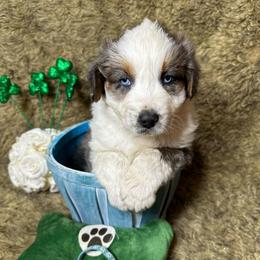 Hoss - Blue merle male Australian Shepherd puppy in Vail, Iowa from Homegrown Huskies
