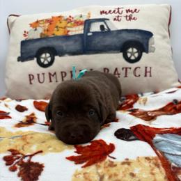Teal - Chocolate female Labrador Retriever puppy in Heath Springs, South Carolina from Rich Hill Retrievers