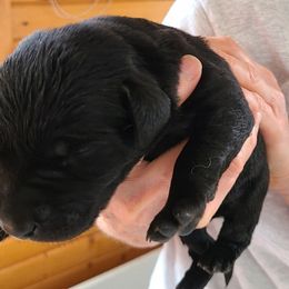 Boy 1 - Labrador Retriever puppy in Shiocton, Wisconsin from Green Acres Labrador Retrievers