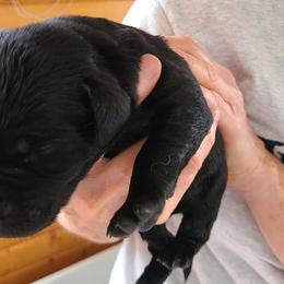 Boy 1 - Labrador Retriever puppy in Shiocton, Wisconsin from Green Acres Labrador Retrievers