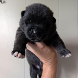 Nebula's Boy 2 - Black male Akita puppy in South Carolina from Sierra Mountain Akitas