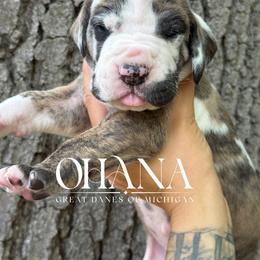 Maleficent - Brindle female Great Dane puppy in Michigan from Ohana Great Danes of Michigan
