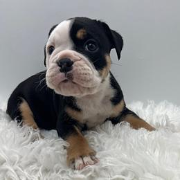 Oliver - Black and white male Olde English Bulldogge puppy in Camdenton, Missouri from Mule Pool Olde English Bulldogges