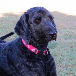 Evie - Goldendoodle