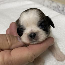 Shih Tzu Puppies from Willow Lane Shih Tzus