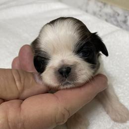 Shih Tzu Puppies from Willow Lane Shih Tzus