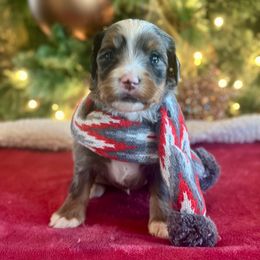 Link - Blue merle male Bernedoodle puppy in Royse City, Texas from Platinum Bernedoodles of Texas