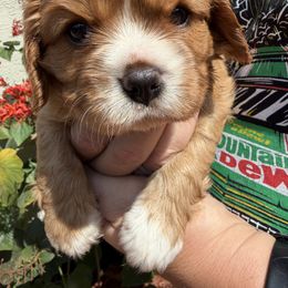 Lightning McQueen - Ruby male Cavalier King Charles Spaniel puppy in Spring Hill, Florida from Wonderland Cavaliers