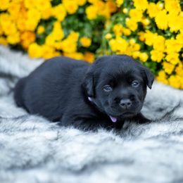 Girl 2 - Labrador Retriever puppy from Raley Retrievers