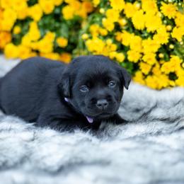 Girl 2 - Labrador Retriever puppy from Raley Retrievers
