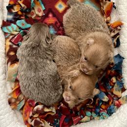 Pomeranian puppies from Hummingbird & Fox