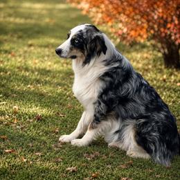 Cherokee - Australian Shepherd