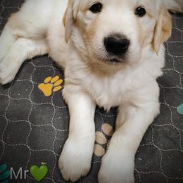 Green collar boy - Light golden male Golden Retriever puppy in Rochester, Washington from Grand Mound Goldens